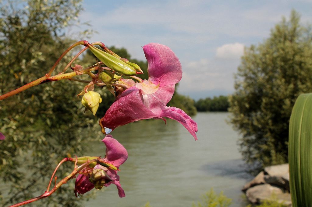Impatiens glandulifera / Balsamina ghiandolosa